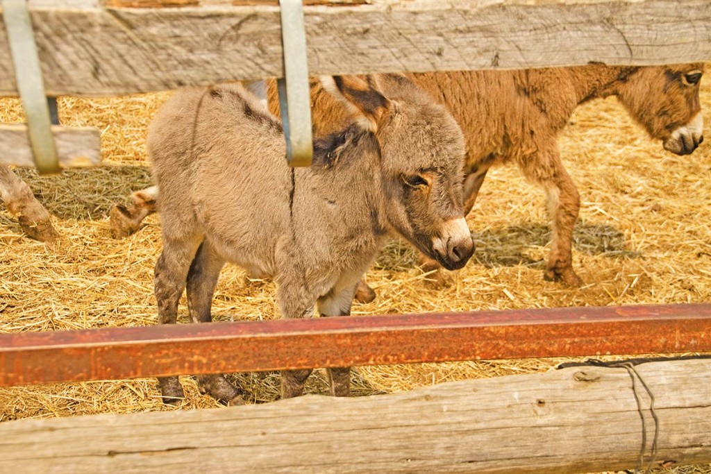 Ein Jungtier auf der Eselfarm Dar Mar