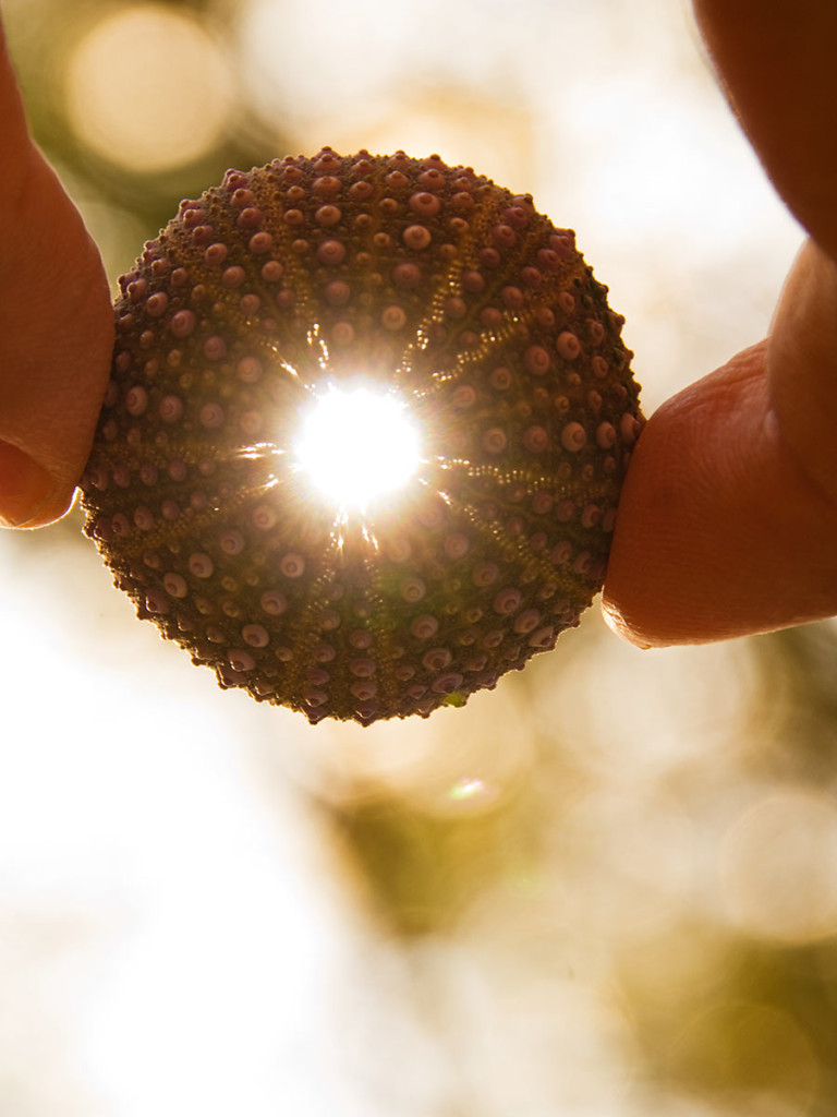 Ein Seeigel-Skelett in der kroatischen Sonne