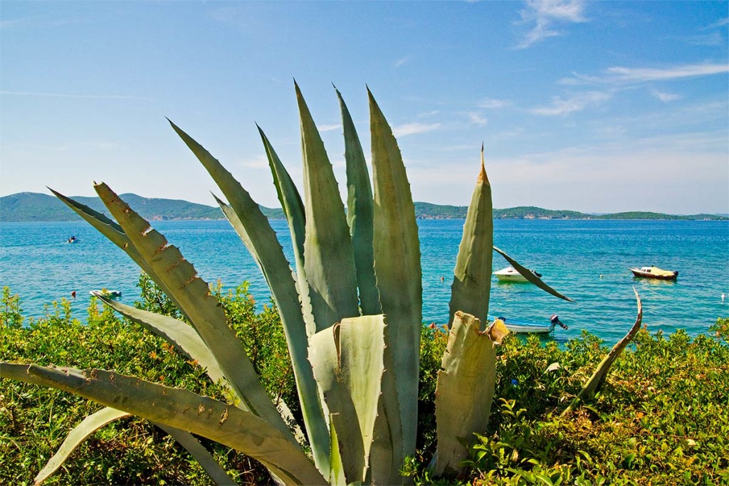 Ein Kaktus an der Küste von Kroatien