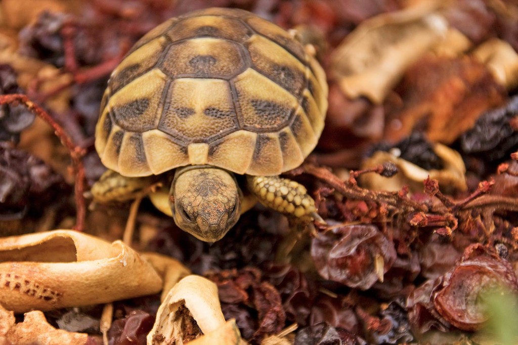 Eine Schildkröte in Kroatien