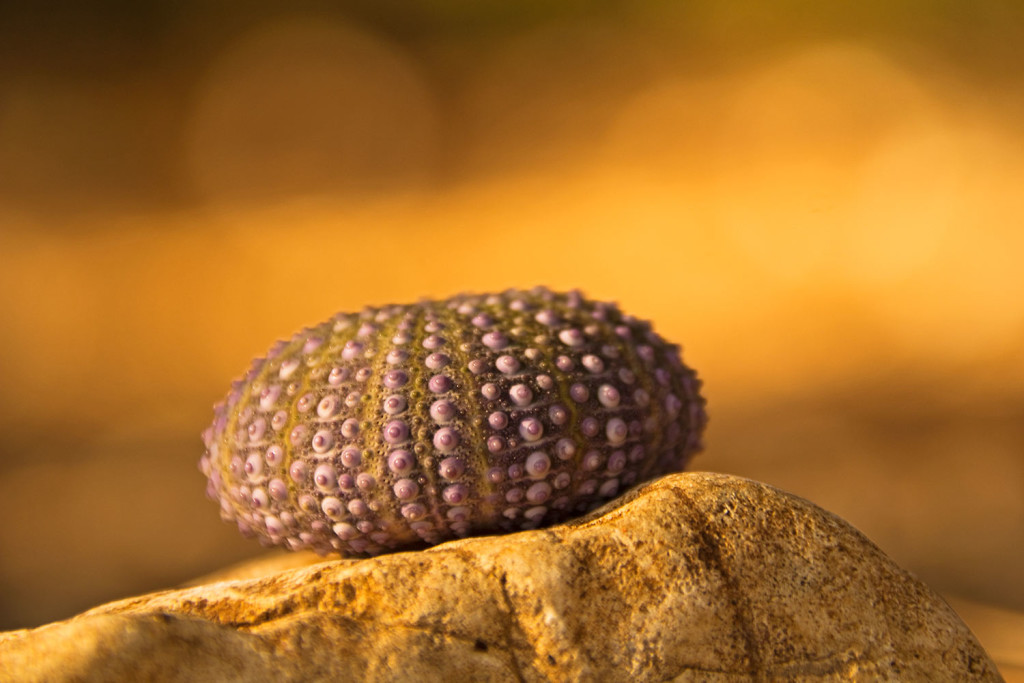 Ein Seeigel-Skelett im sanften Sonnenlicht