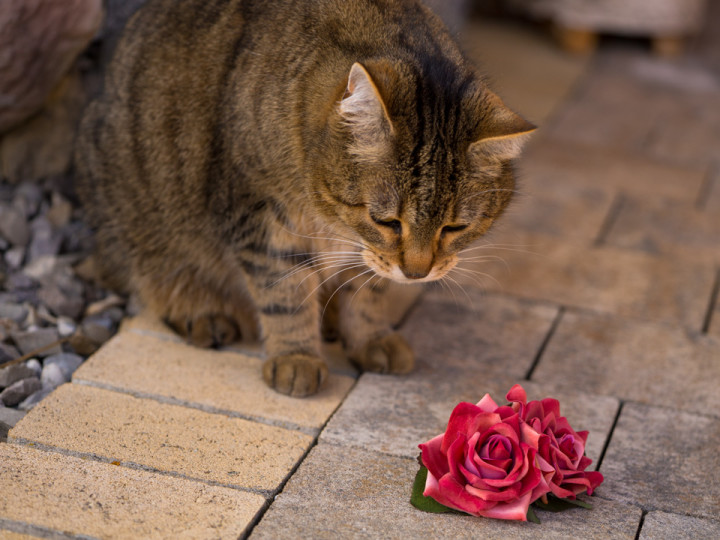 RetroCats Katze mit Haarblumen von Sophisticated Lady