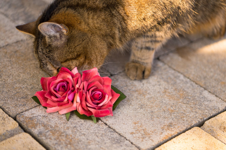 RetroCats Katze mit Haarblumen in Rosenform