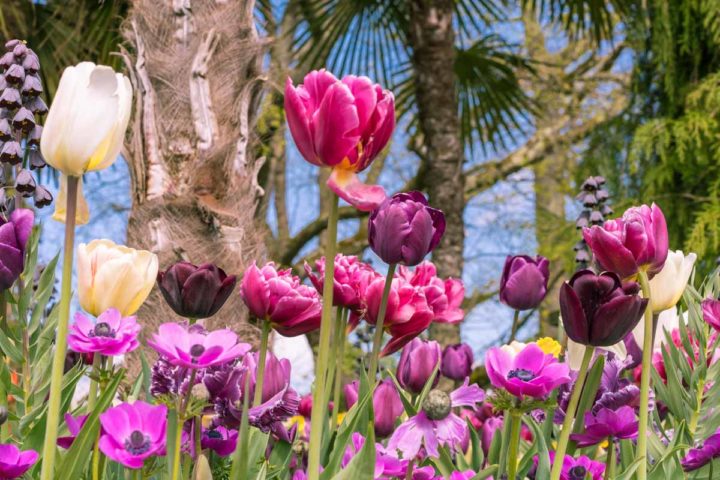 Ein Tag im Paradies: Die Blumeninsel Mainau im Bodensee