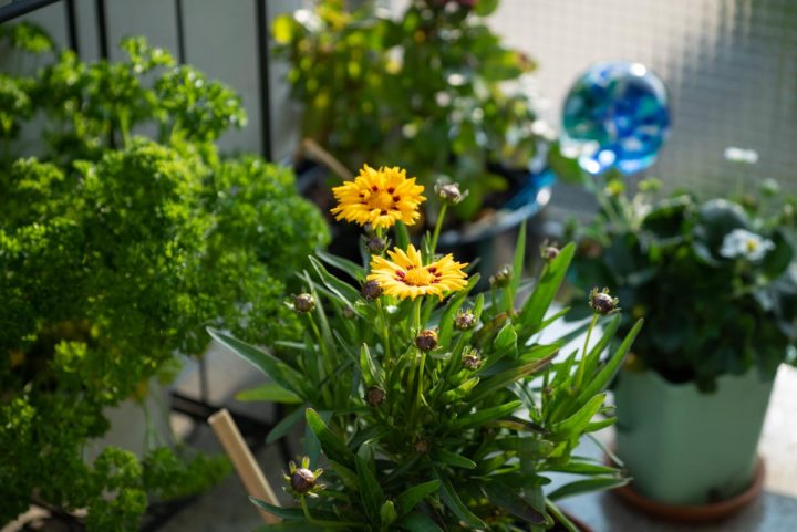 Bienenfreundlicher Balkon: Mit diesen einfachen Tipps wird Dein Balkon insektenfreundlich & wunderschön