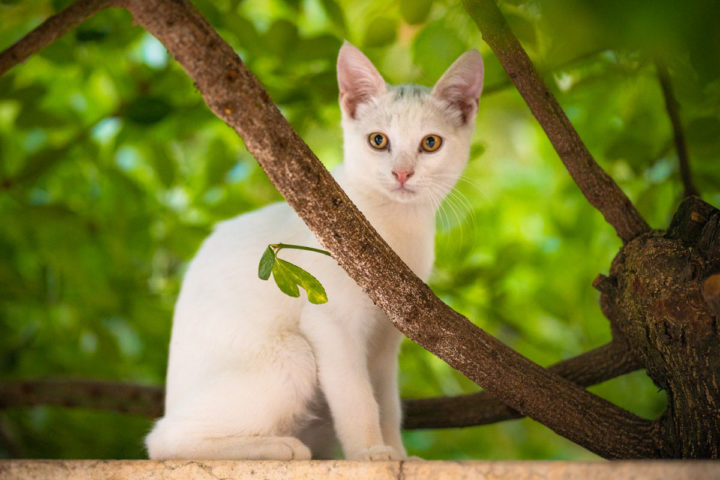 Catspiration: 10 Things we can learn from Cats