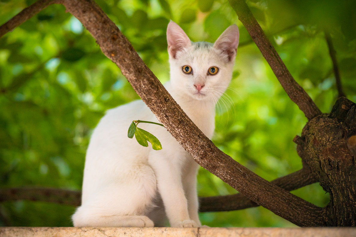 10 Dinge Die Wir Von Katzen Lernen Konnen Retrocat