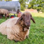 Ein heimisches Schaf aus Oberbayern auf der Weide
