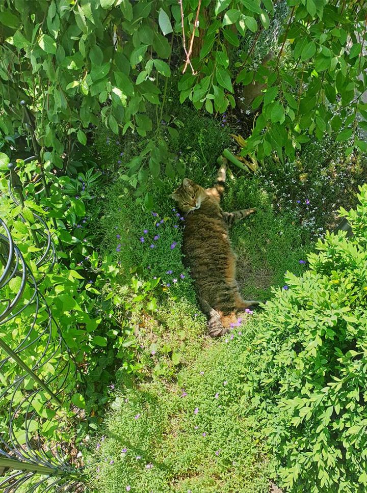 RetroCats Katze sucht einen Schattenplatz im Garten