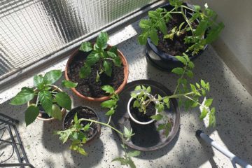 RetroCats Tomatenpflanzen auf ihrem Balkon