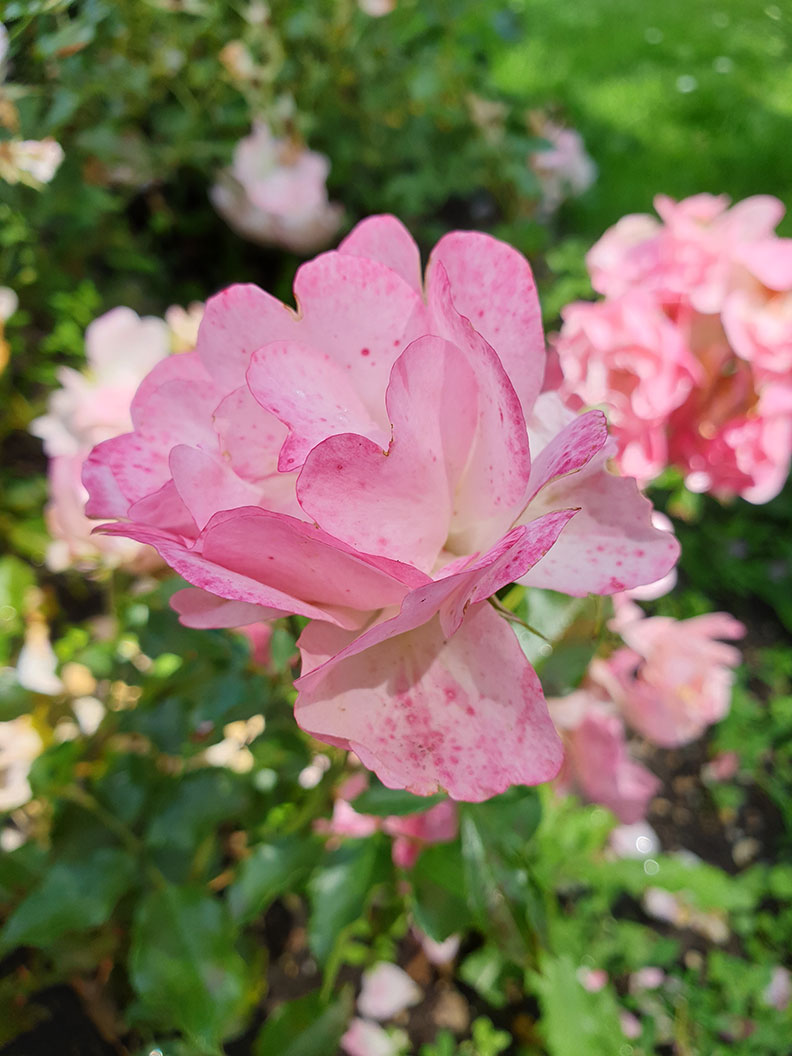 Pinke Rosen in einem Park in München