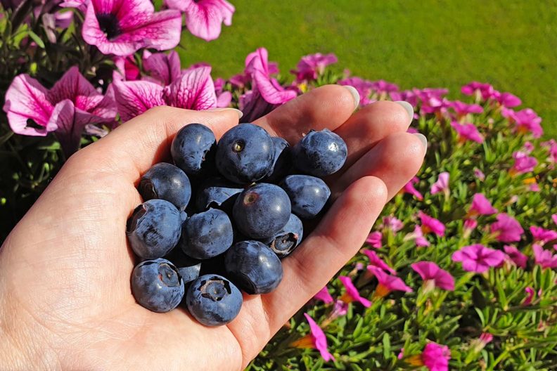 RetroCats week: Blueberries from the garden