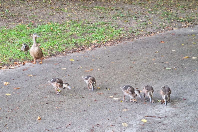 RetroCats Wochenrückblick: Kleine Enten im Park in München