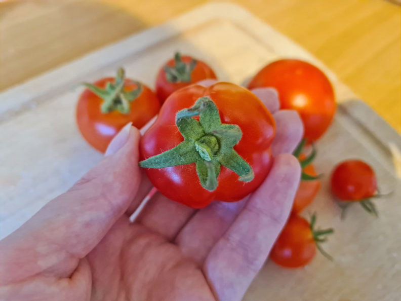 RetroCats eigene Tomaten vom Balkon