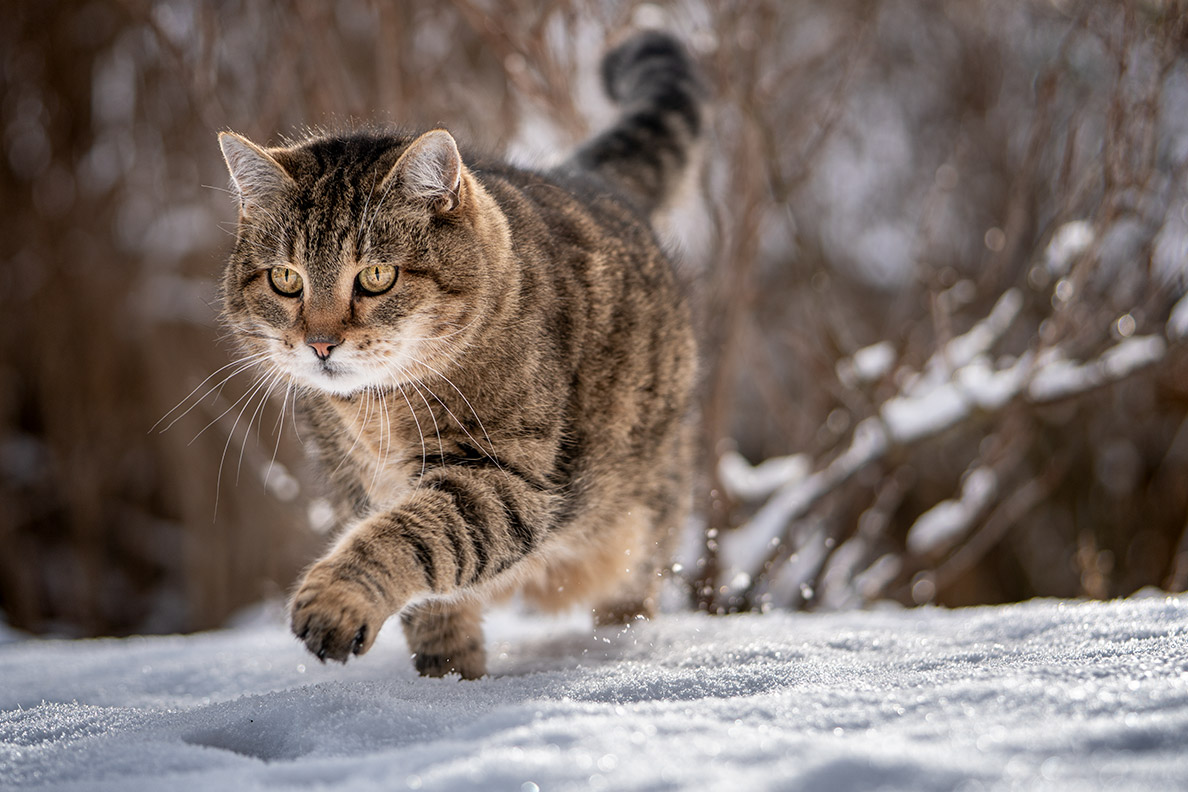 RetroCat's tips for winter at home: Trying something new