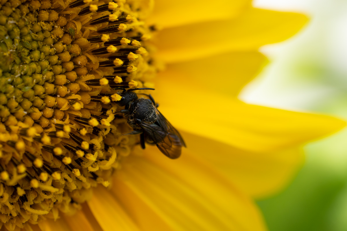 Bienenfreundlicher Balkon: Mit diesen Tipps wird Dein Balkon insektenfreundlich & wunderschön