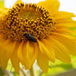 Eine Biene auf einer Sonnenblume