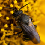 Insektenfreundlicher Balkon: Eine Biene auf einer Sonnenblume