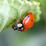 Ein Marienkäfer auf einem Blatt