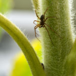 Insektenfreundlicher Balkon: Eine Spinne auf einer Pflanze