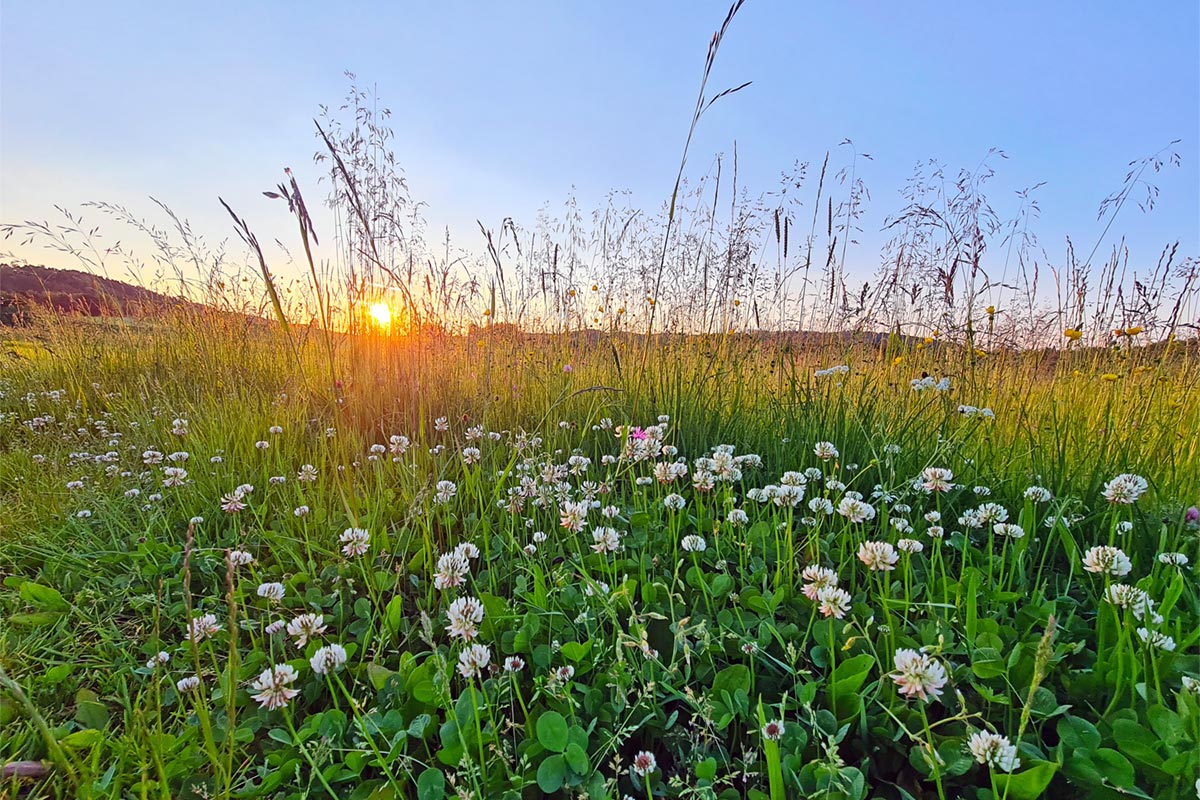 Mein Monatsrückblick für Juni 2021: Der Sommer ist da