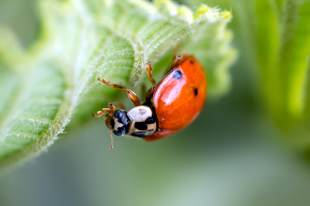 Makro-Aufnahme von einem Marienkäfer