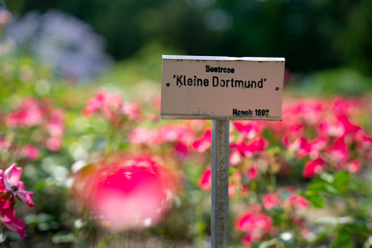 A rose called "Kleine Dortmund"