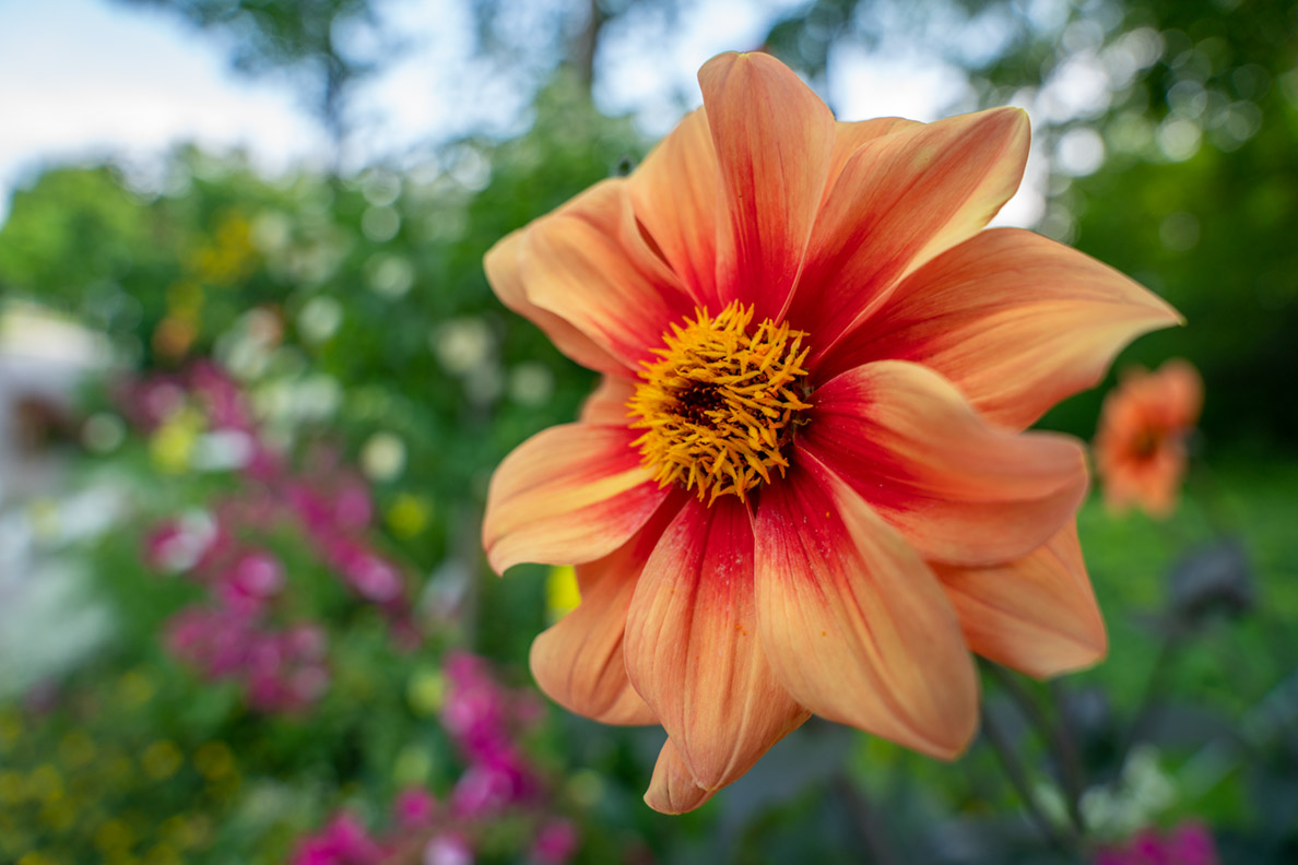 The Rose Garden in Munich: A wonderful Park near to the Isar