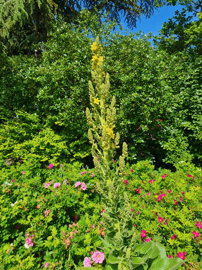 The Rose Garden in Munich A wonderful Park near to the Isar