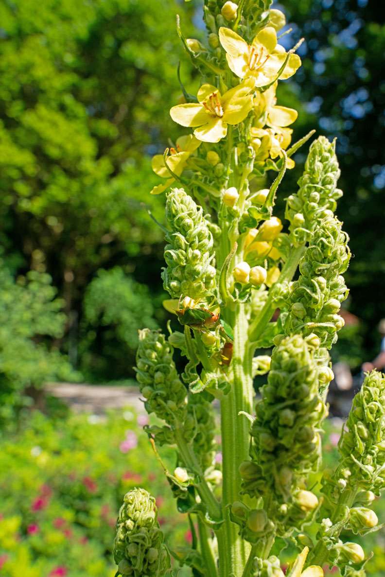 The Rose Garden in Munich: A wonderful Park near to the Isar