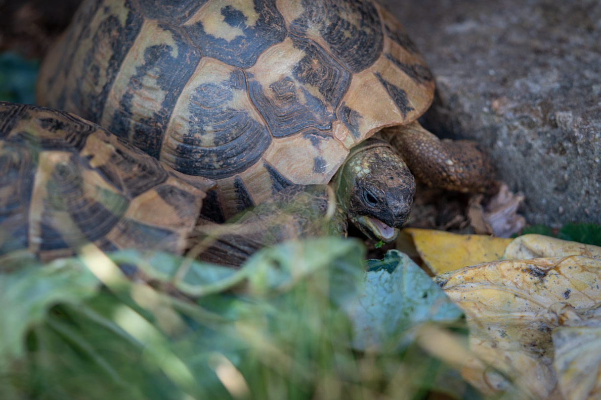 Two wild tortoises eating in Croatia