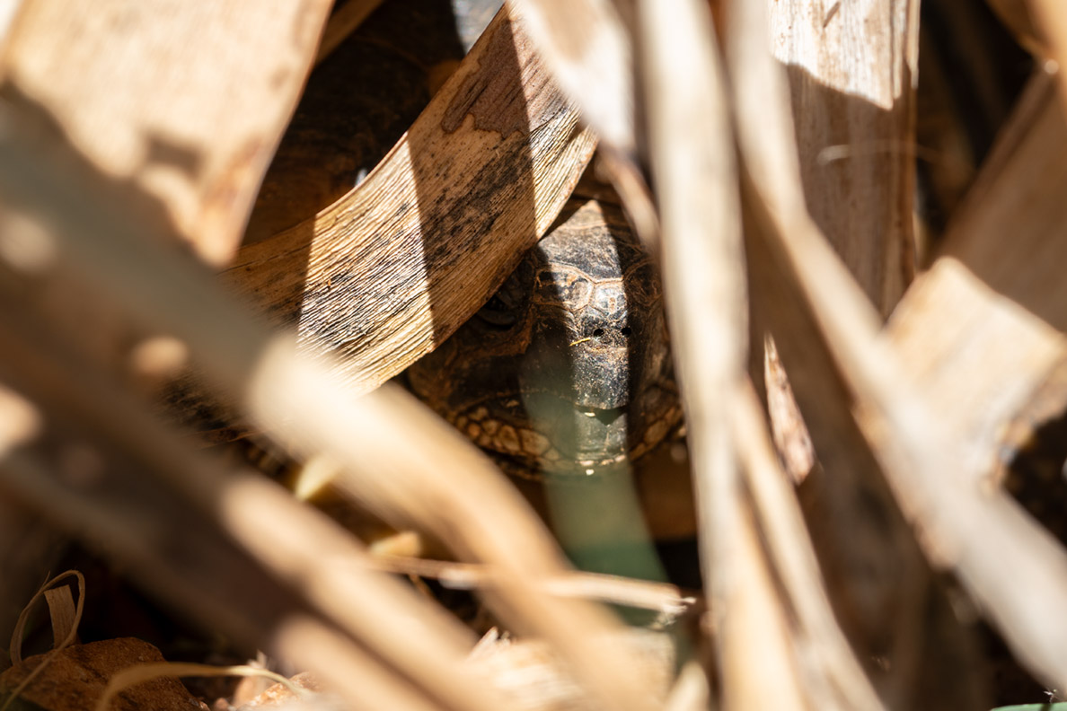 Eine Schildkröte in ihrem Versteck in Kroatien