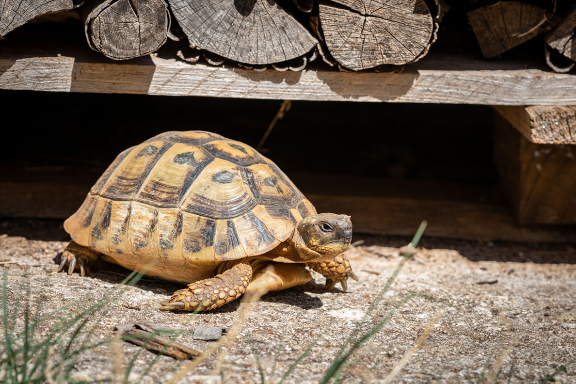 Eine griechische Landschildkröte beim Sonnen in Kroatien