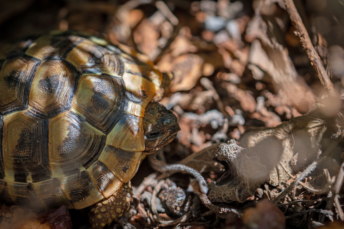 A baby turtle in a wild garden in Croatia