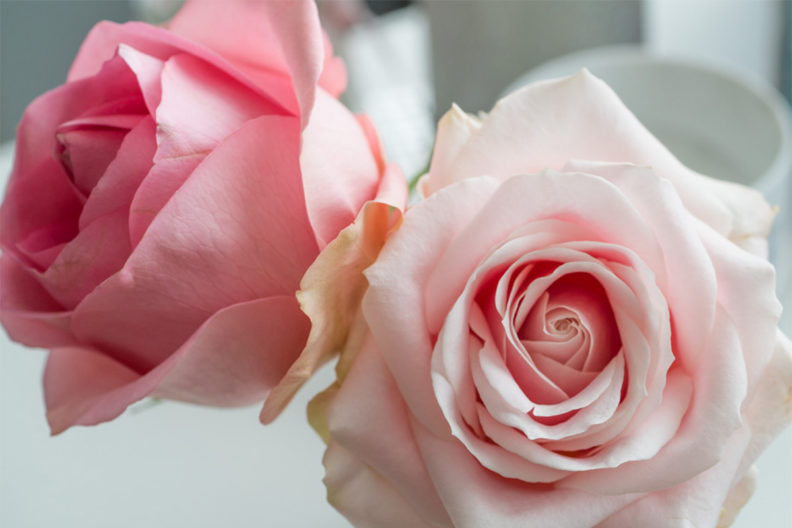 Moodboard für den Frühling: Pinke Rosen