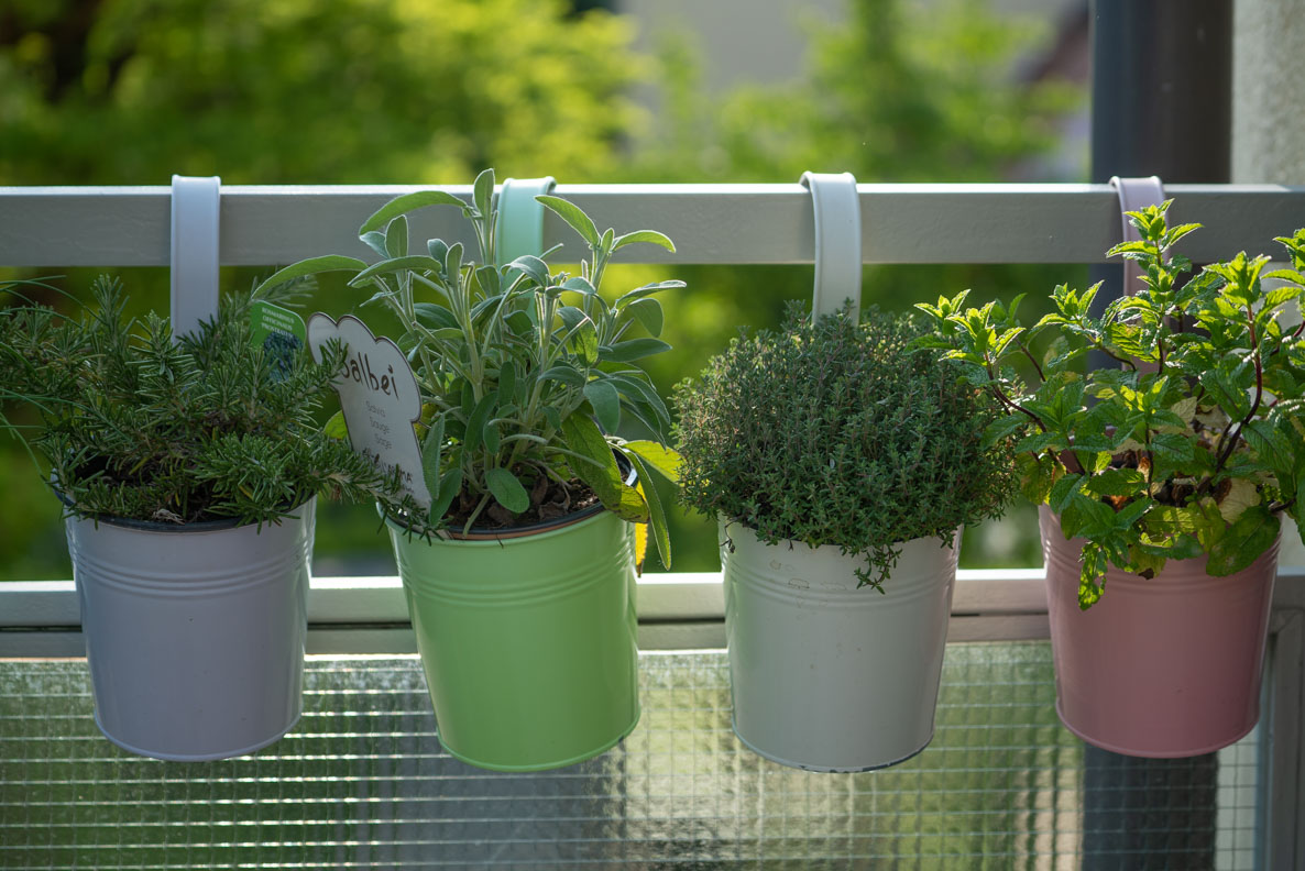 RetroCats Mini-Kräutergarten auf dem Balkon