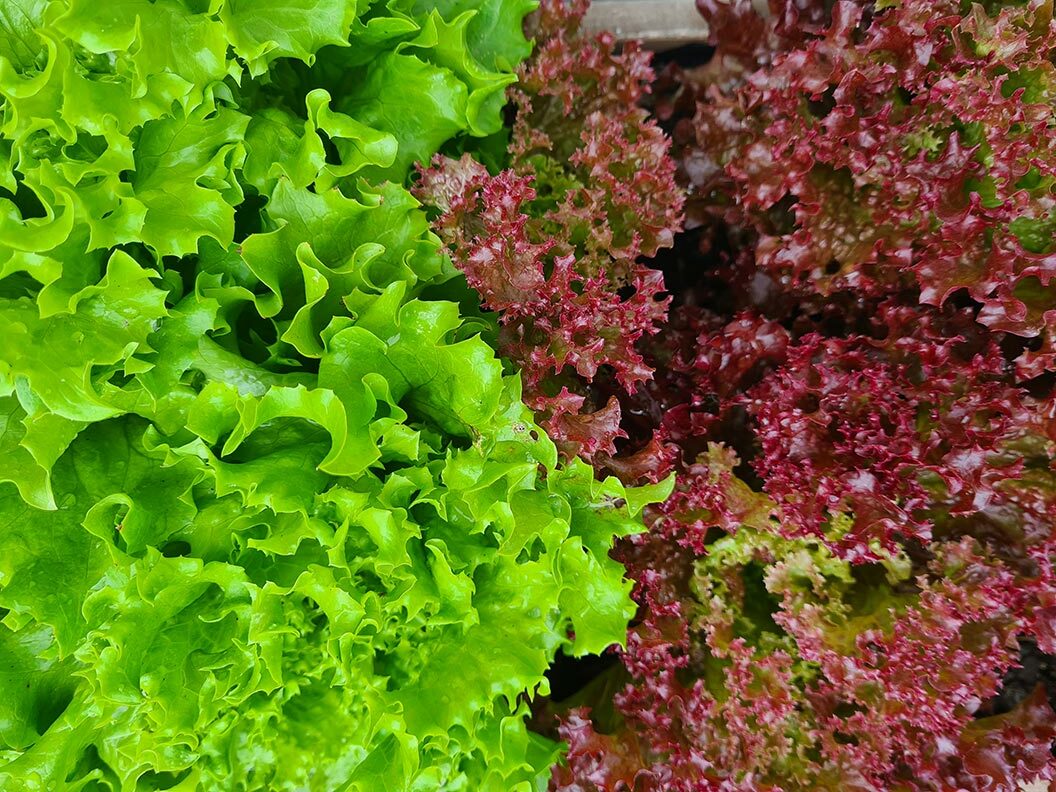 Frischer Salat in RetroCats Garten