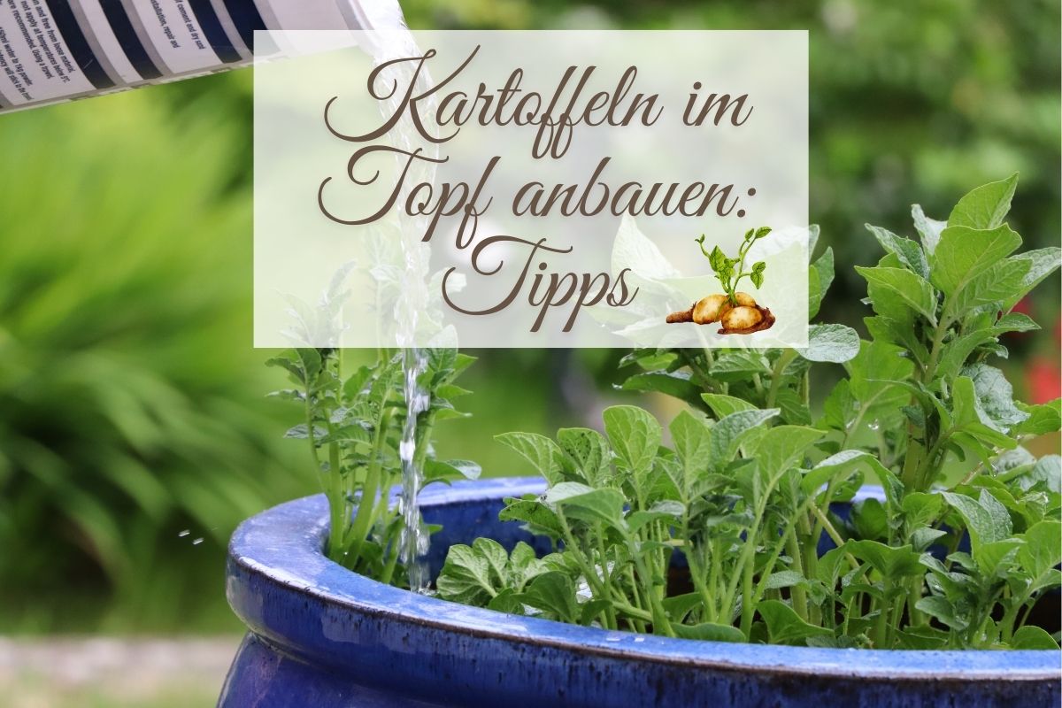Kartoffeln im Topf anbauen: Funktioniert das?
