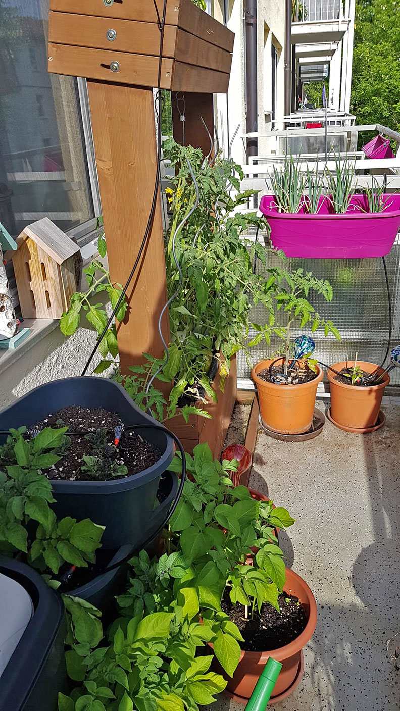 Ein Balkon voll Pflanzen: Kartoffeln, Tomaten und Paprika