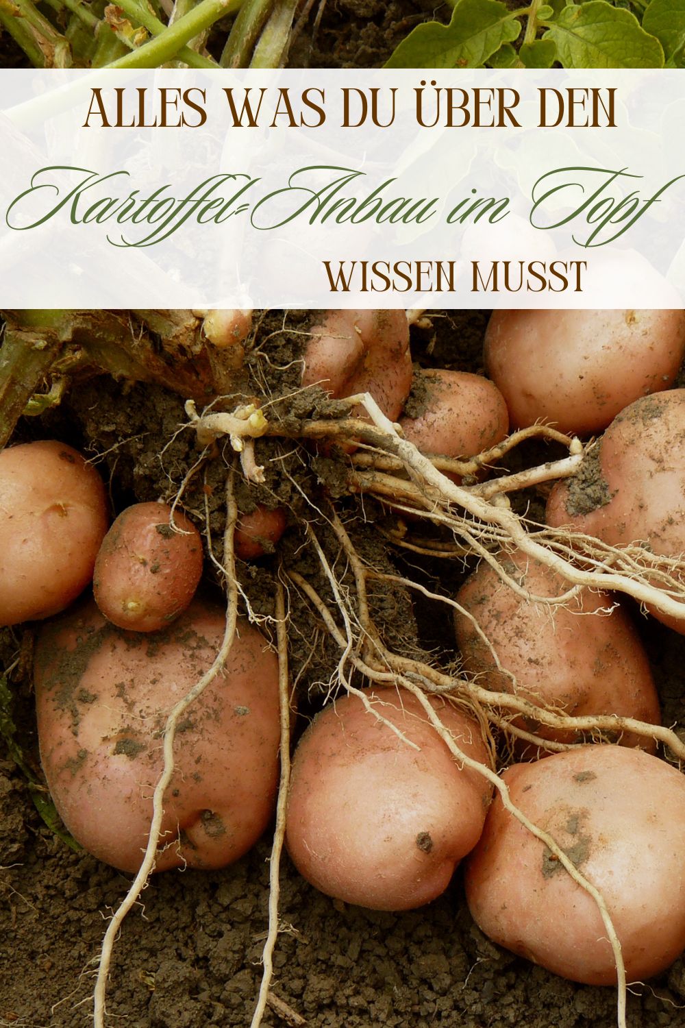 Kartoffeln im Topf anbauen: Wichtige Infos