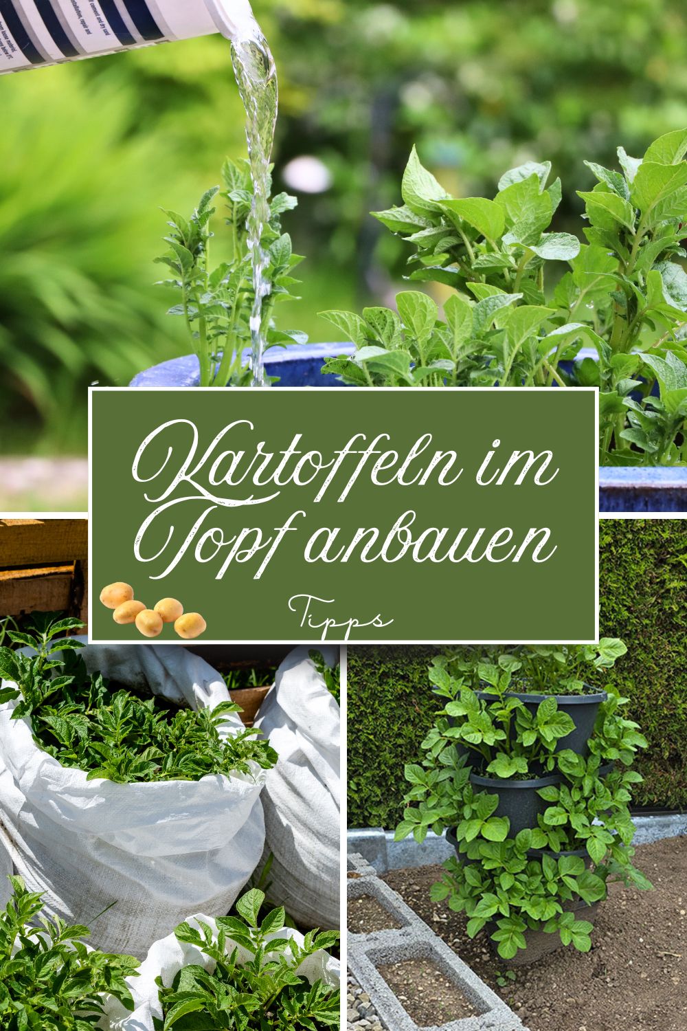 Kartoffeln platzsparend auf dem Balkon und im Topf anbauen: Tipps
