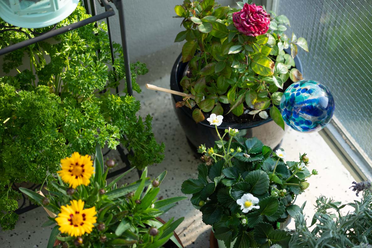 Urban Gardening: Nützliche Bewässerungskugeln