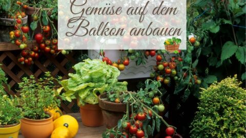 Urban Gardening: Gemüse auf dem Balkon anbauen - so klappt's