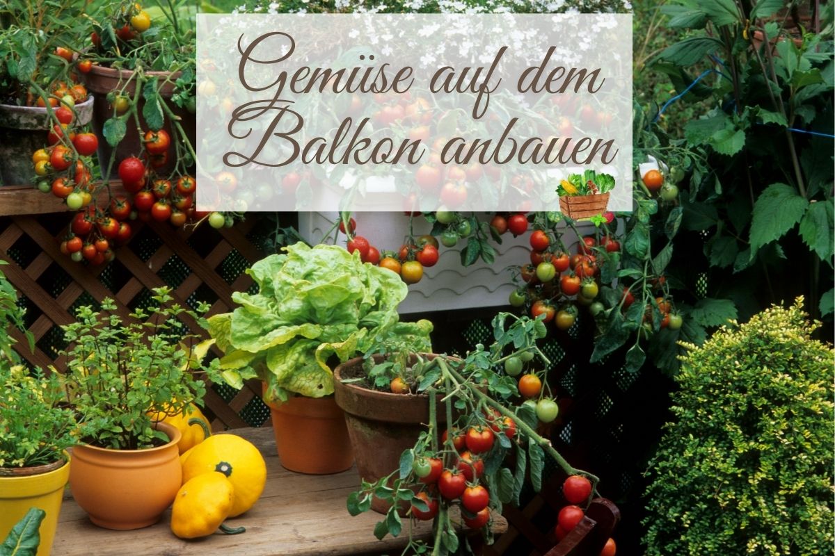 Urban Gardening: Gemüse auf dem Balkon anbauen - so klappt's