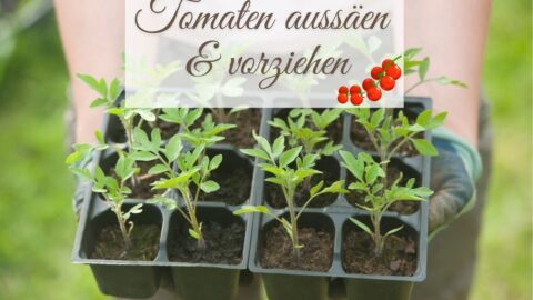 Tomaten ansäen und vorziehen: So geht's Schritt für Schritt