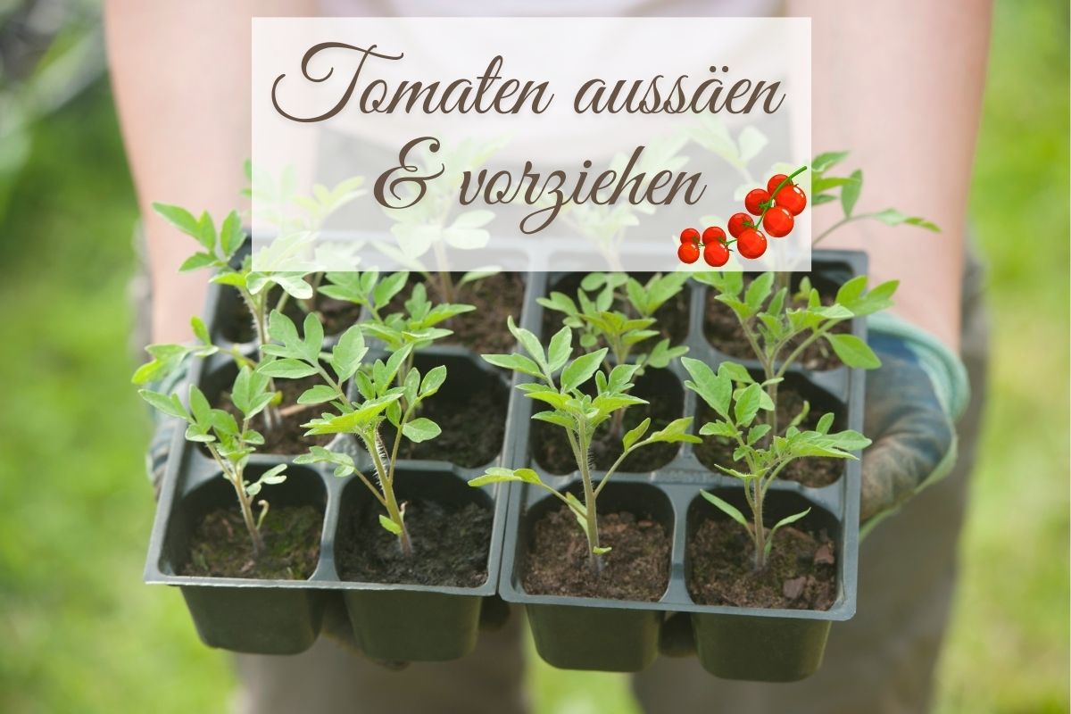 Tomaten ansäen und vorziehen: So geht's Schritt für Schritt