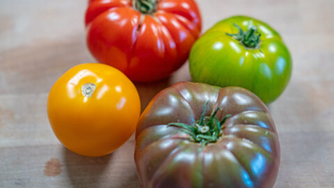 Tomaten aussäen und vorziehen: Garten-Update im Frühling