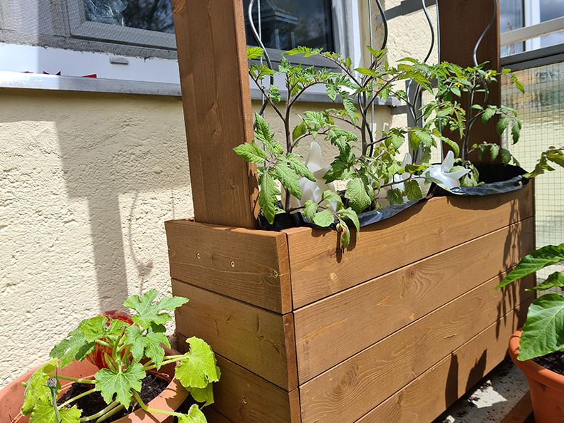 RetroCats Tomatenpflanzen im Hochbeet