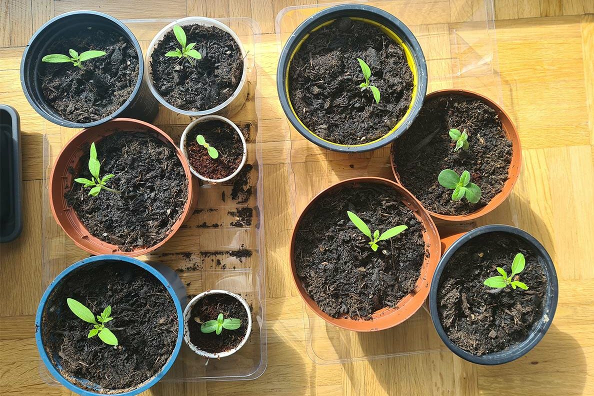 Pikierte kleine Tomatenpflanzen in einem etwas größeren Topf