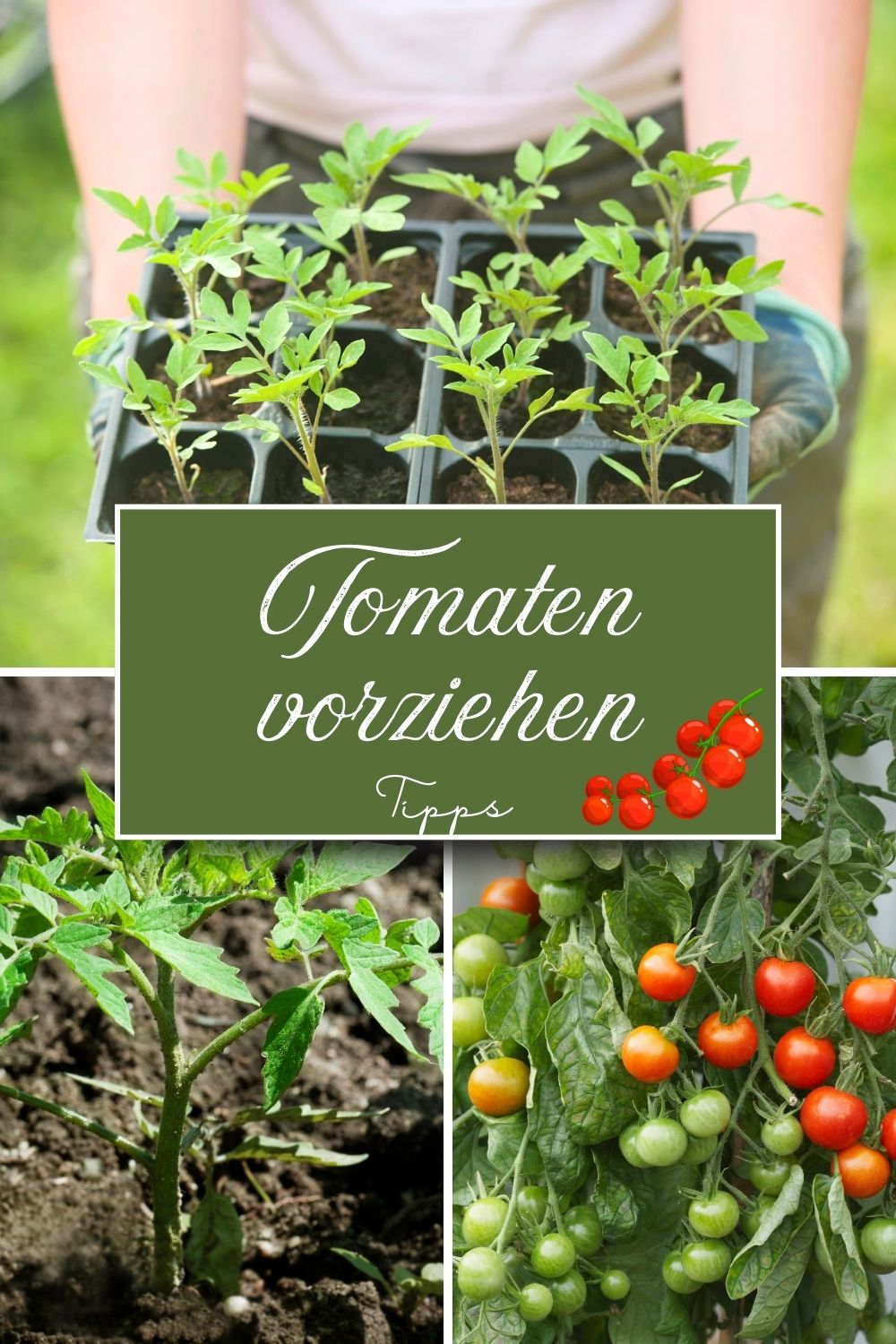 Tomaten erfolgreich aussäen und vorziehen: Die besten Tipps für eine reiche Ernte